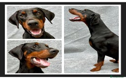 Dobermann dogs for sale: DOBERMAN PUPPIES (BOTH KC HEALTH TESTED PARENTS) - Image 22