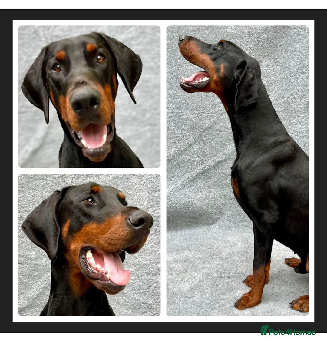 Dobermann dogs for sale: DOBERMAN PUPPIES (BOTH KC HEALTH TESTED PARENTS) - Image 22