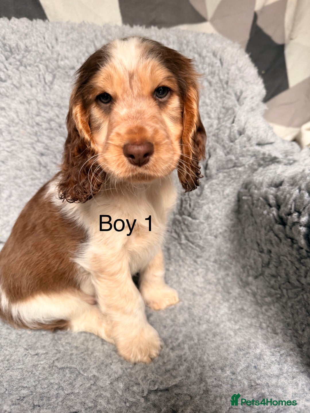 Cocker Spaniel dogs for sale: Show cocker spaniels  - Advert 2