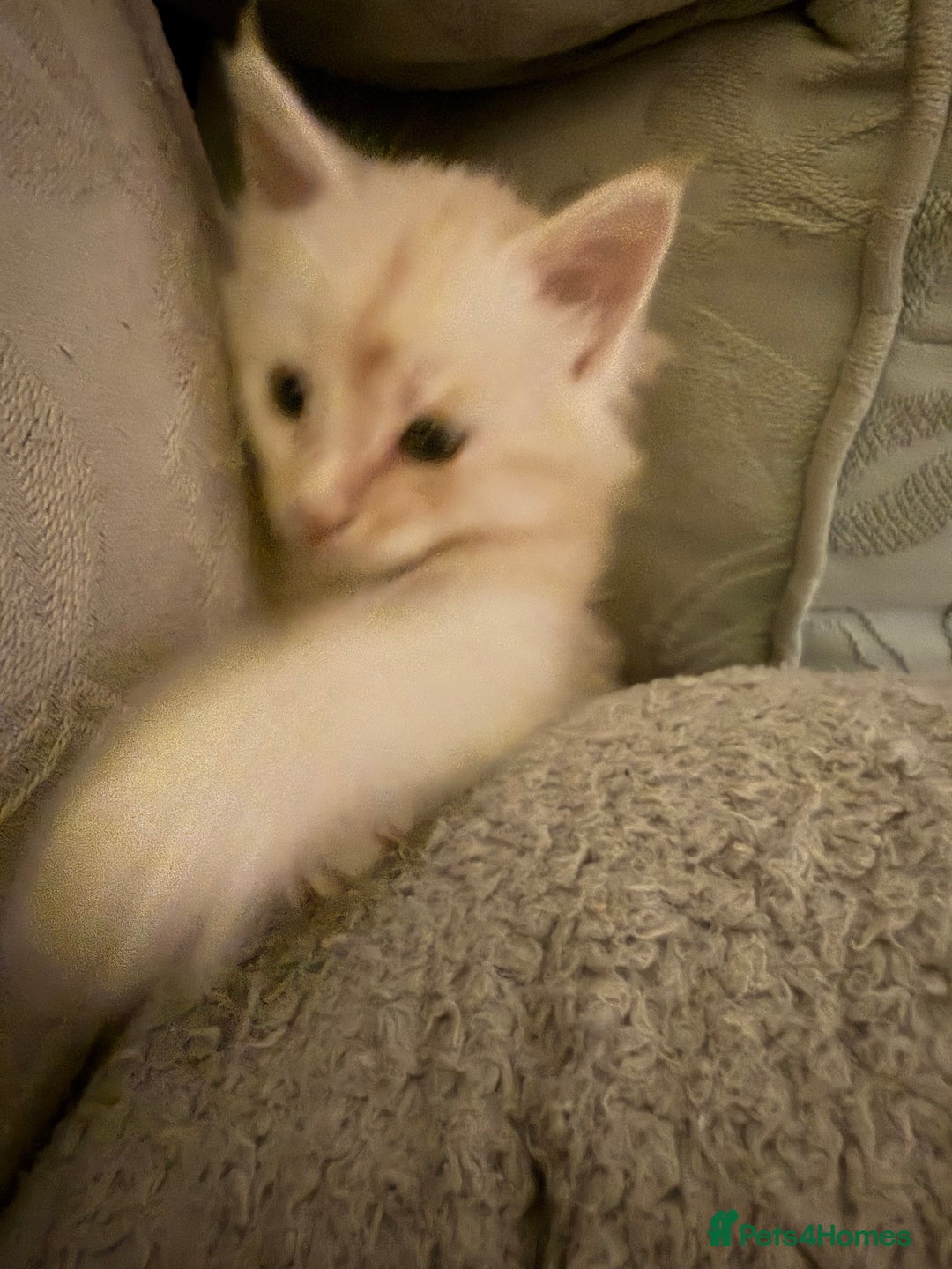 Maine Coon cats for sale: Superb full pedigree Maine Coon Kittens  - Advert 8