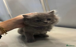 Ragdoll cats for sale: Fluffy Gorgeous Ragdoll Cross Kittens - Image 7