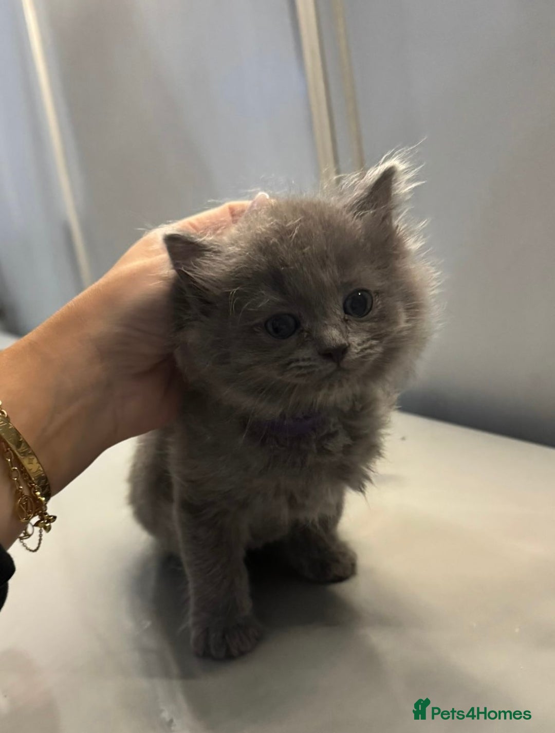 Ragdoll cats for sale: Fluffy Gorgeous Ragdoll Cross Kittens - Image 7