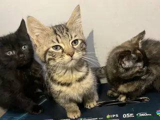 Mixed Breed cats Kittens looking for a forever home - Advert 1