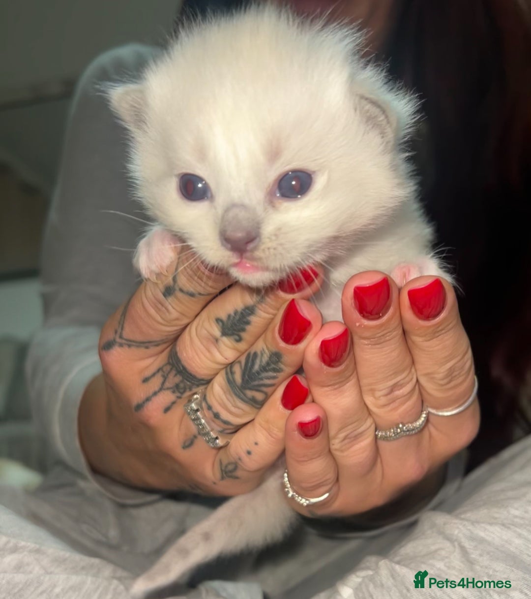 Ragdoll cats for sale: Purebred blue point ragdoll kittens  - Advert 3