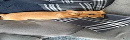 Chiweenie dogs for sale: Chihuahua cross dashcund puppies in Edinburgh - Advert 10