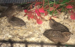 Quail poultry for sale: QUAILS EGGS/CHINESE PAINTED BUTTONS ! - Image 21