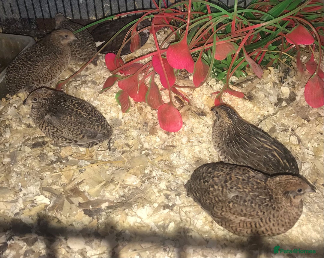 Quail poultry for sale: QUAILS EGGS/CHINESE PAINTED BUTTONS ! - Image 21