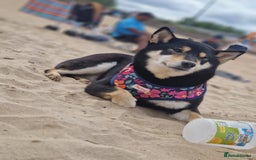 Japanese Shiba Inu dogs for sale: Shibu inu  - Advert 7