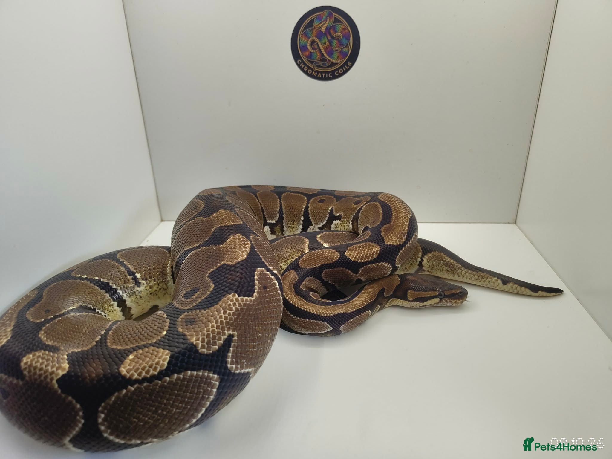 Python Snake reptiles Royal Python female het puzzle - Advert 10
