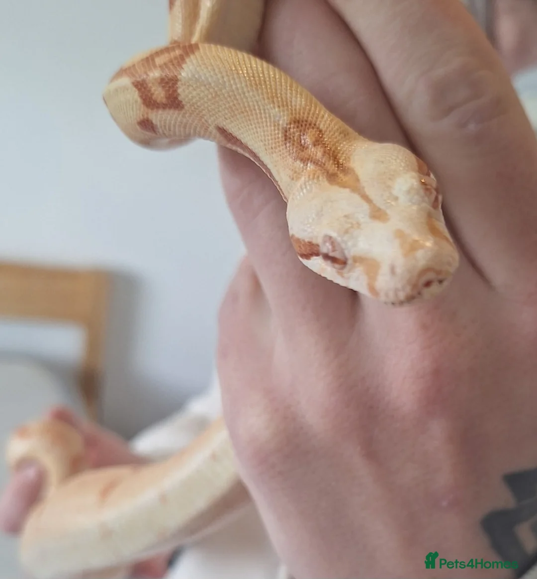 Boa Snake reptiles for sale: Boa snake  in Bristol - Advert 1