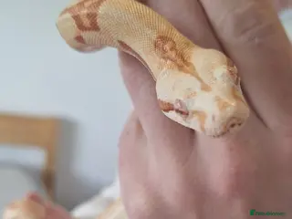 Boa Snake reptiles Boa snake - Advert 2