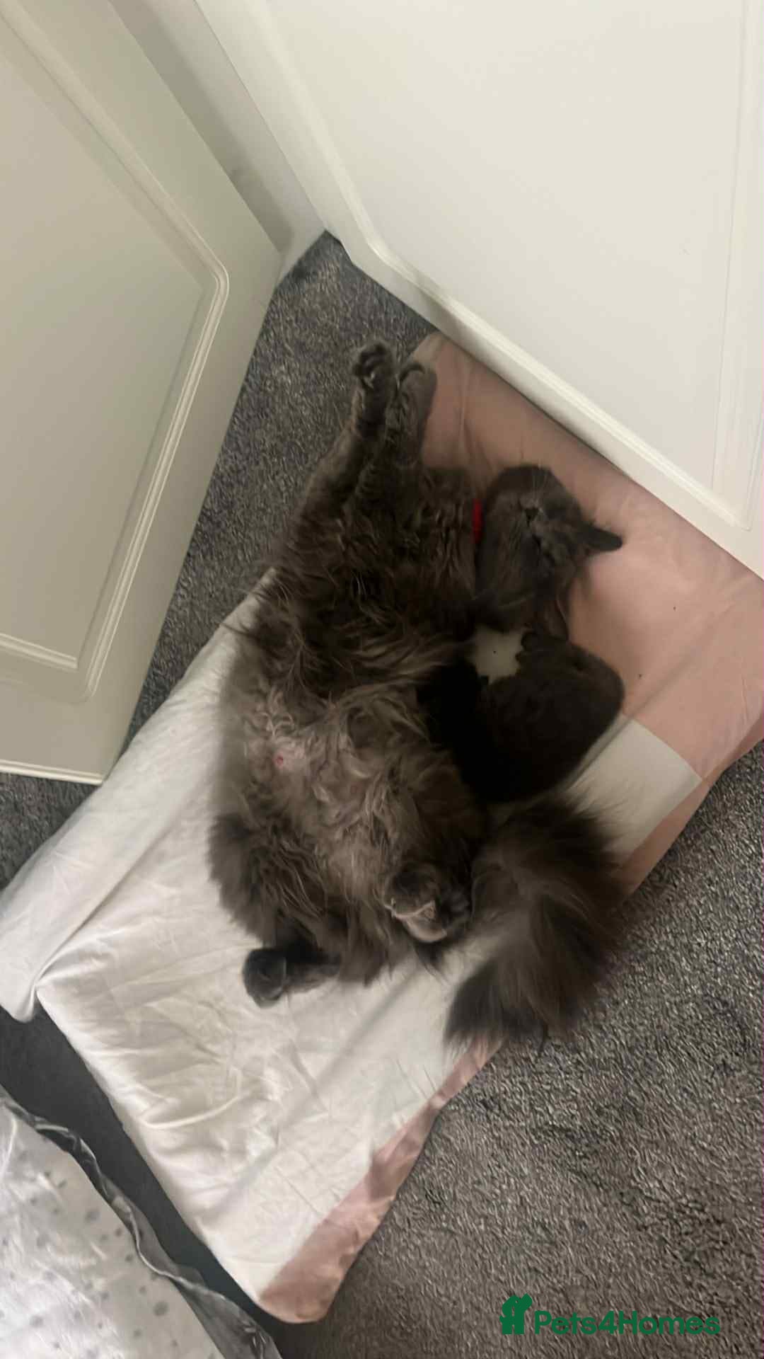 British Longhair cats 3 kittens girls for sale  - Advert 5