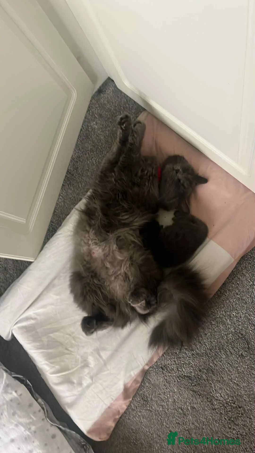 British Longhair cats for sale: 3 kittens girls for sale  - Advert 1