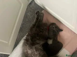 British Longhair cats 3 kittens girls for sale - Advert 5