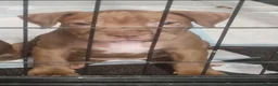 Staffordshire Bull Terrier dogs for sale: beautiful light chocolate female staff in Orpington - Advert 5