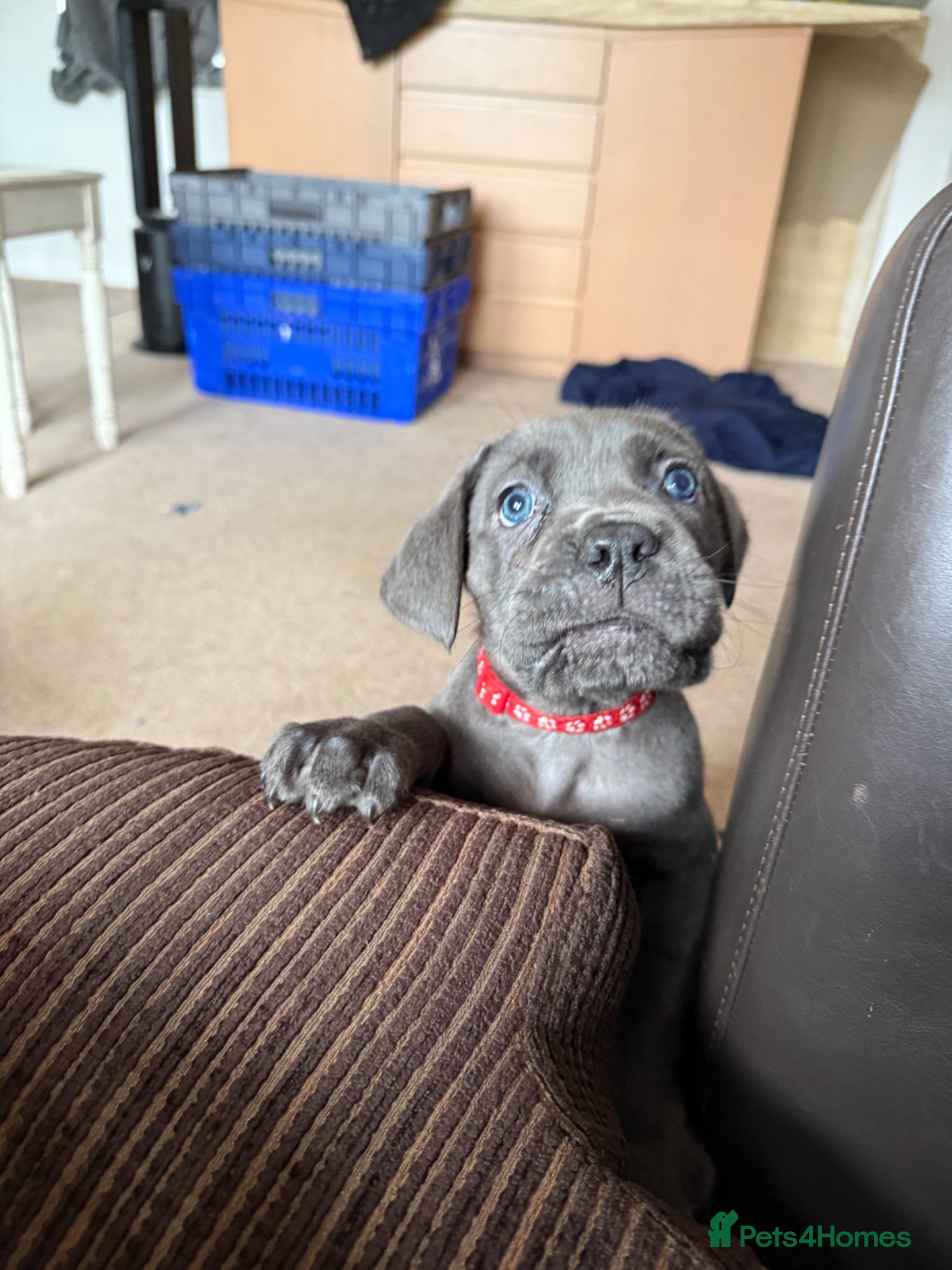 Cane Corso dogs 🐾🐾READY TO GOPure Breed Cane Corso Puppy’s🐾🐾 - Advert 8