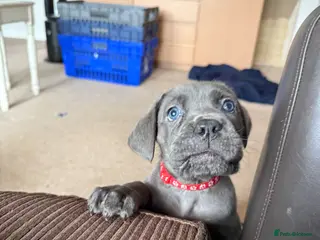 Cane Corso dogs 🐾🐾READY TO GOPure Breed Cane Corso Puppy’s🐾🐾 - Advert 8