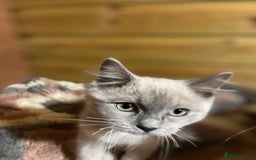 Ragdoll cats for sale: Tica Cherubim ragdoll kittens ready now  - Image 19