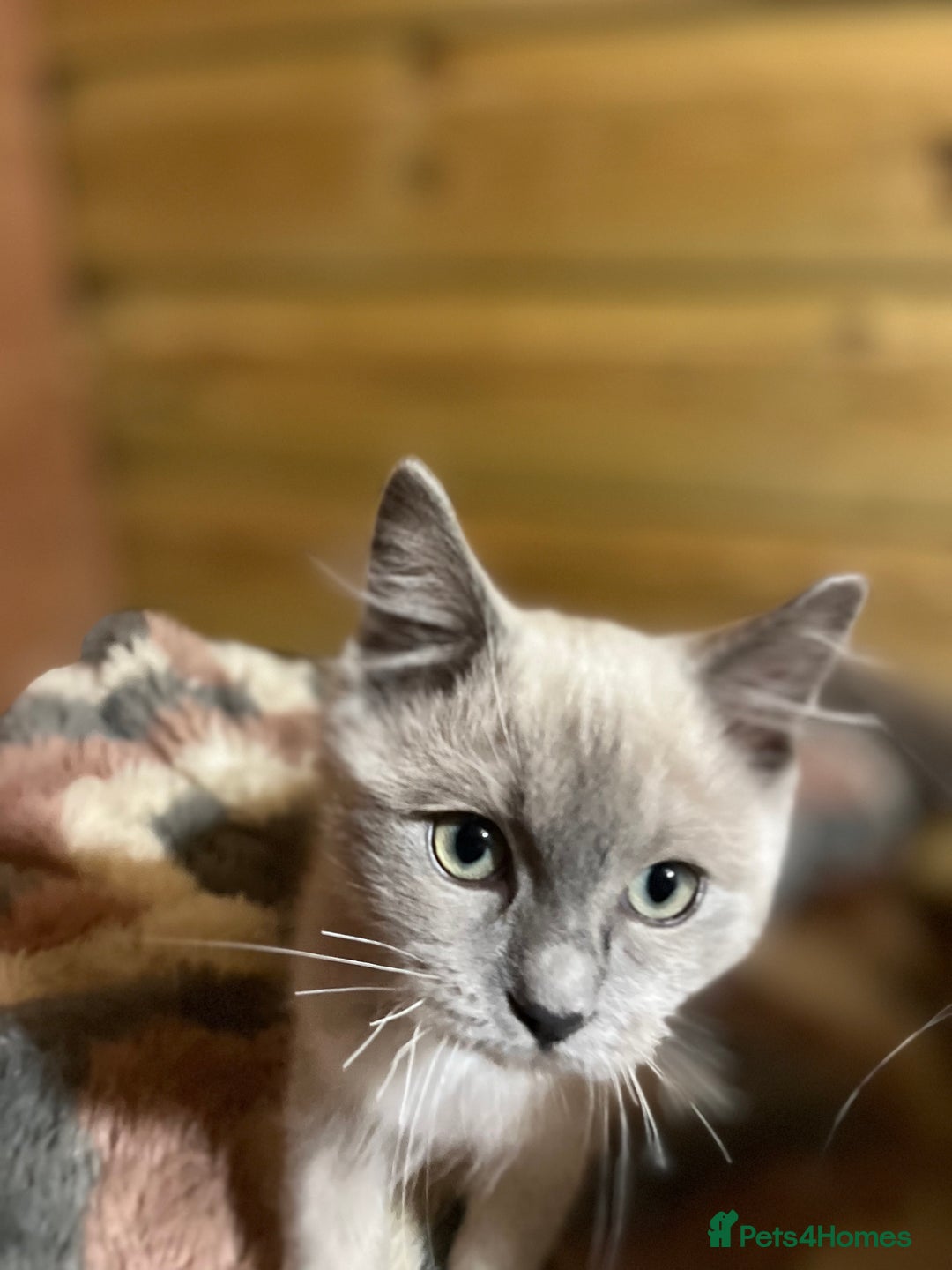 Ragdoll cats for sale: Tica Cherubim ragdoll kittens ready now  - Image 19