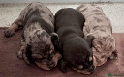 Dachshund dogs for sale: Standard Dachshund Puppies  - Image 5