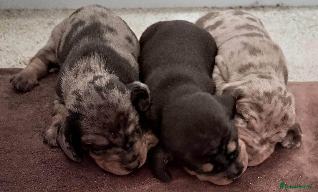 Dachshund dogs for sale: Standard Dachshund Puppies  - Image 5