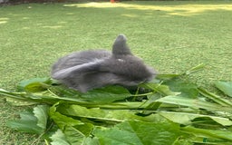 Mini Lop rabbits for sale: 6 beautiful baby mini lop bunnies 🐰  - Image 9