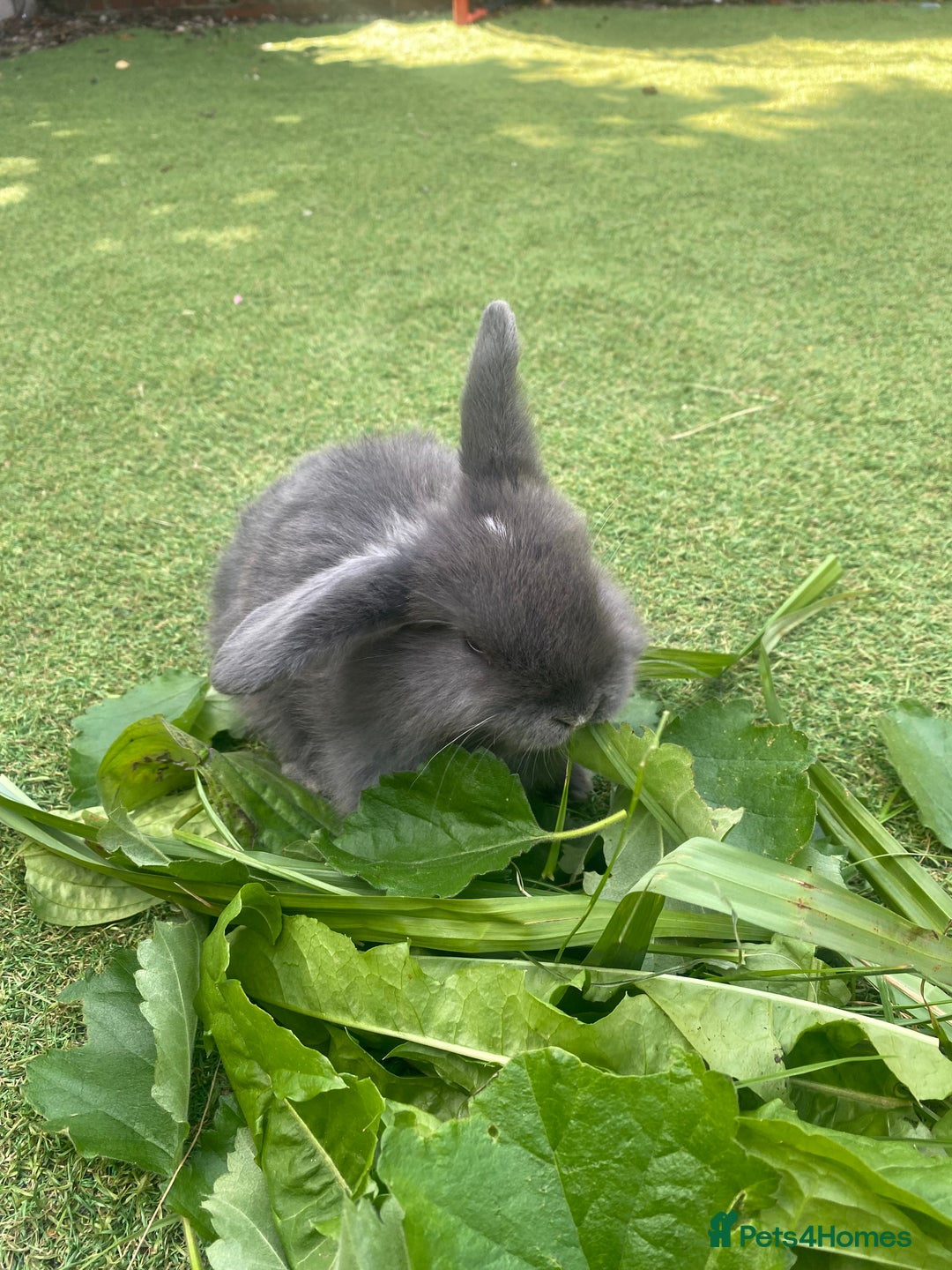 Mini Lop rabbits for sale: 6 beautiful baby mini lop bunnies 🐰  - Image 9