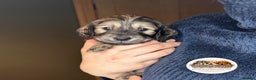 Miniature Dachshund dogs for sale: KC Long Haired Shaded Cream Miniature Dachshund - Advert 18