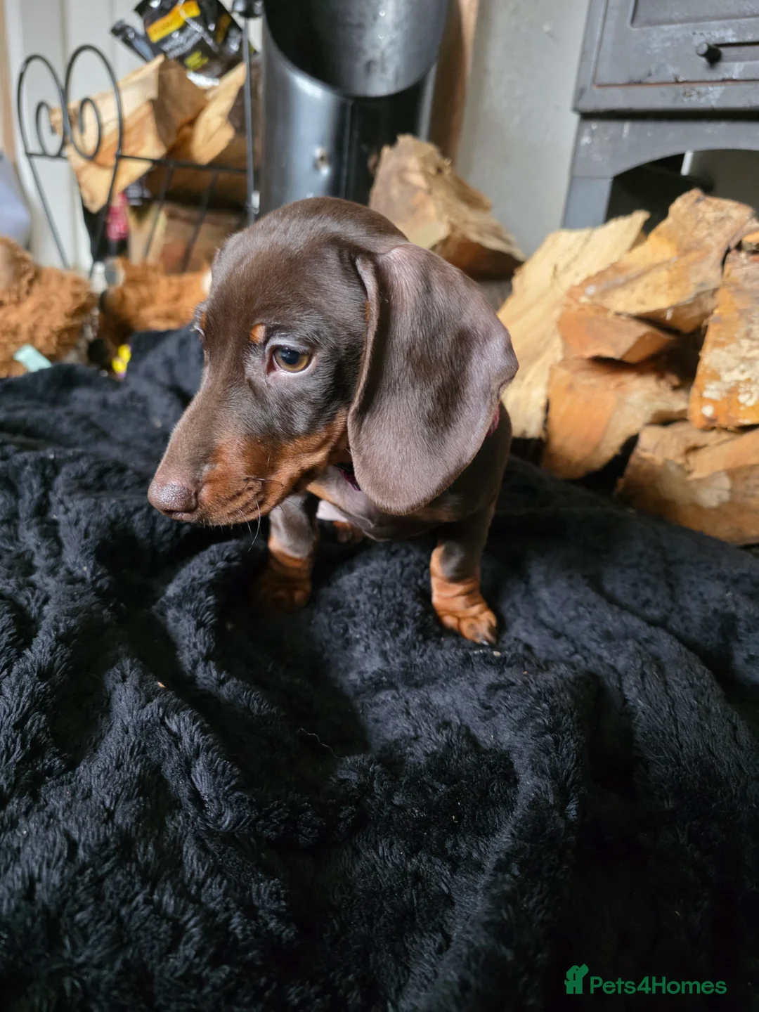 Miniature Dachshund dogs for sale: Miniture dachshund  - Advert 2