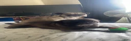 Frug dogs for sale: Female and male frug - Advert 2