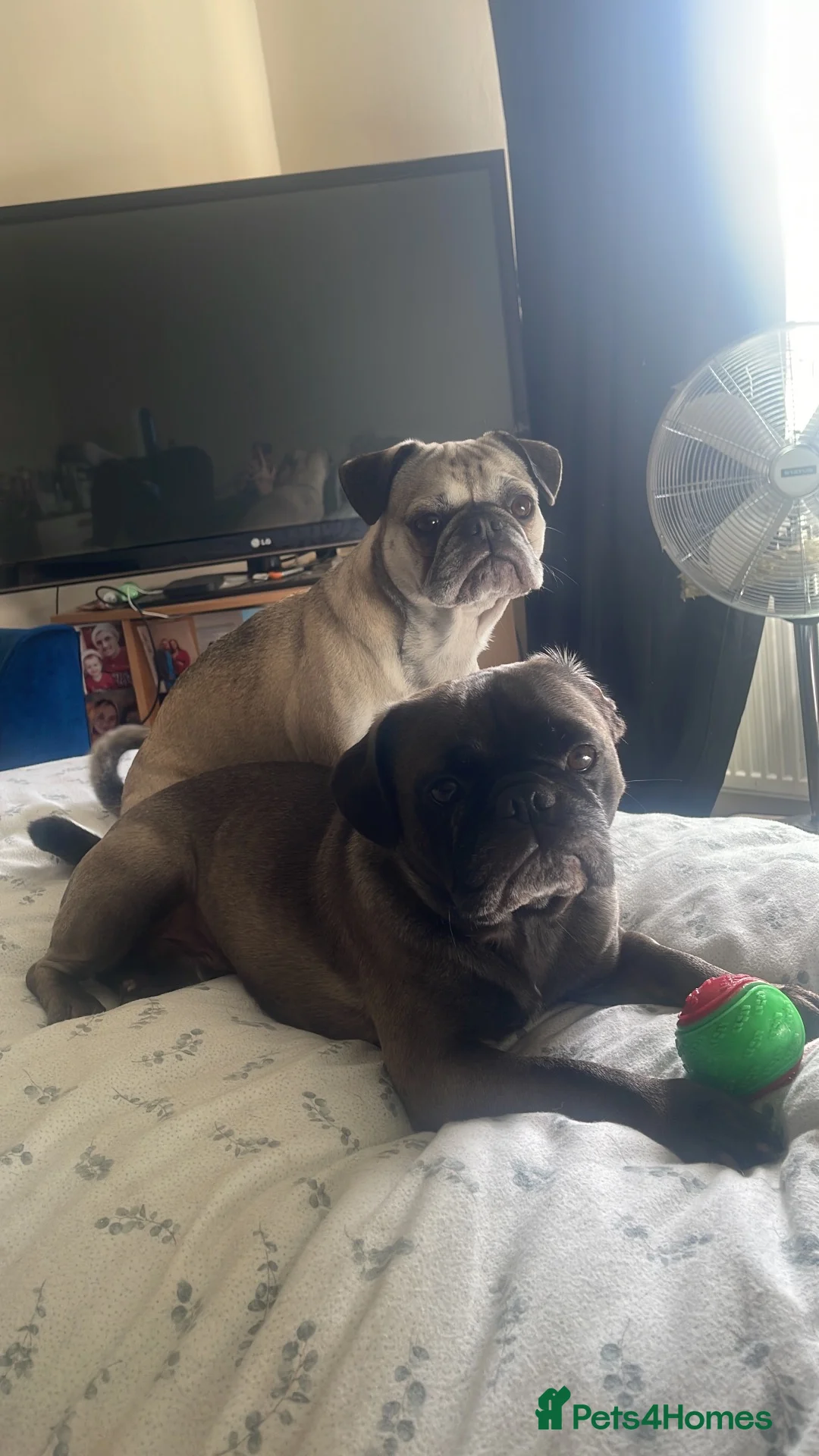 Frug dogs for sale: Female and male frug - Advert 2