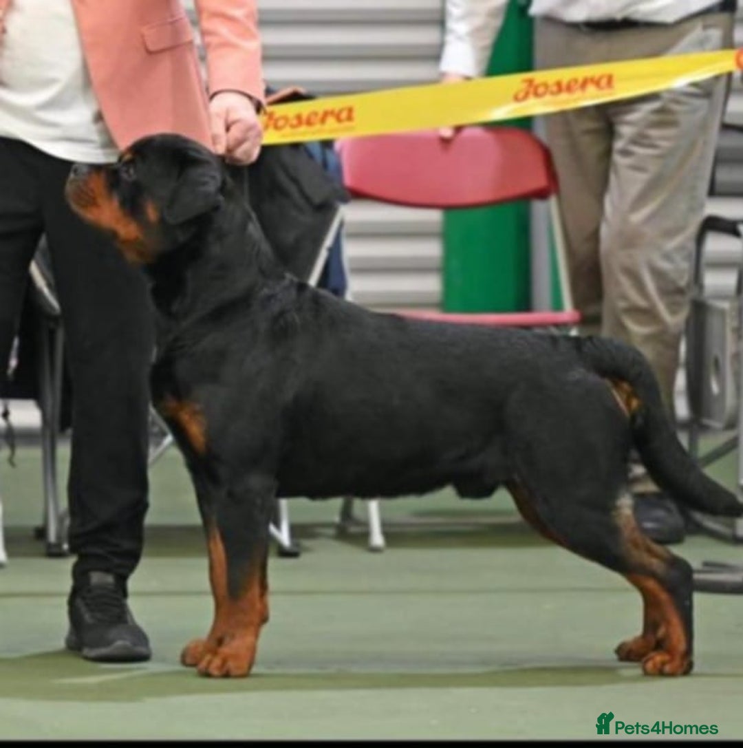 Rottweiler dogs for sale: Suberbly Bred KC Registered Rottweiler Puppies  - Advert 6