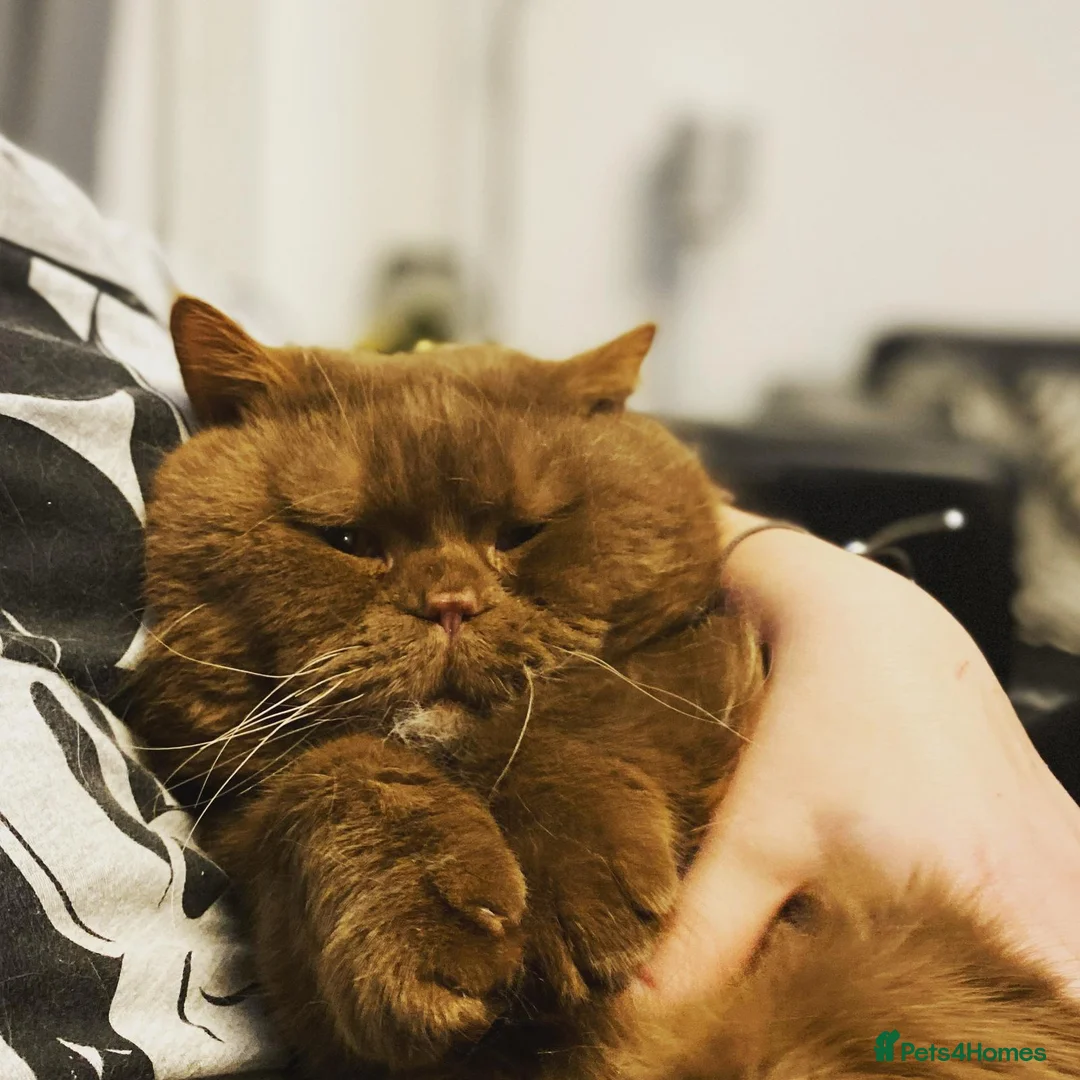 British Shorthair cats for sale: 🥰 GCCF redgisted Rare chunky chocolate kittens♥️  - Advert 2