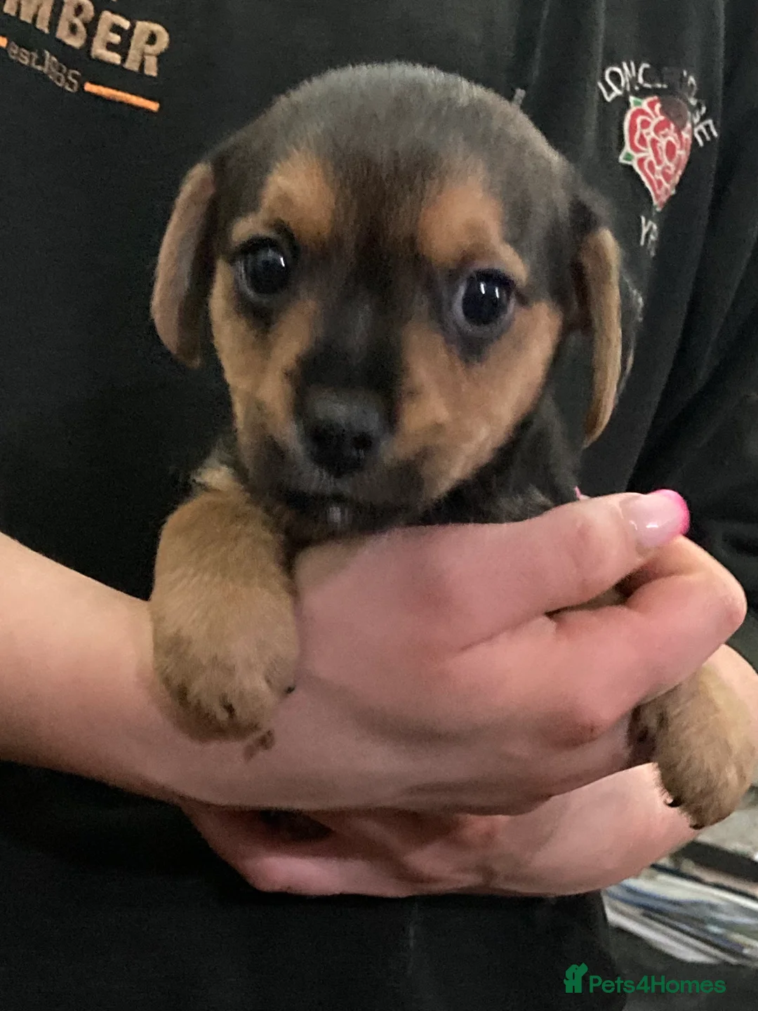 Mixed Breed dogs for sale: BEAUTIFUL BORDER JACK PUPPIES - Advert 8