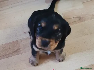 Cocker Spaniel dogs Show Cocker spaniel puppy's - Advert 8