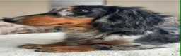 Dachshund dogs for sale: KEC REG MINIATURE LONG HAIRED dachshund puppies - Advert 16