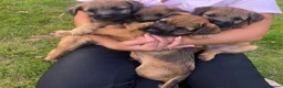 Border Terrier dogs for sale: Border-terrier  - Advert 6
