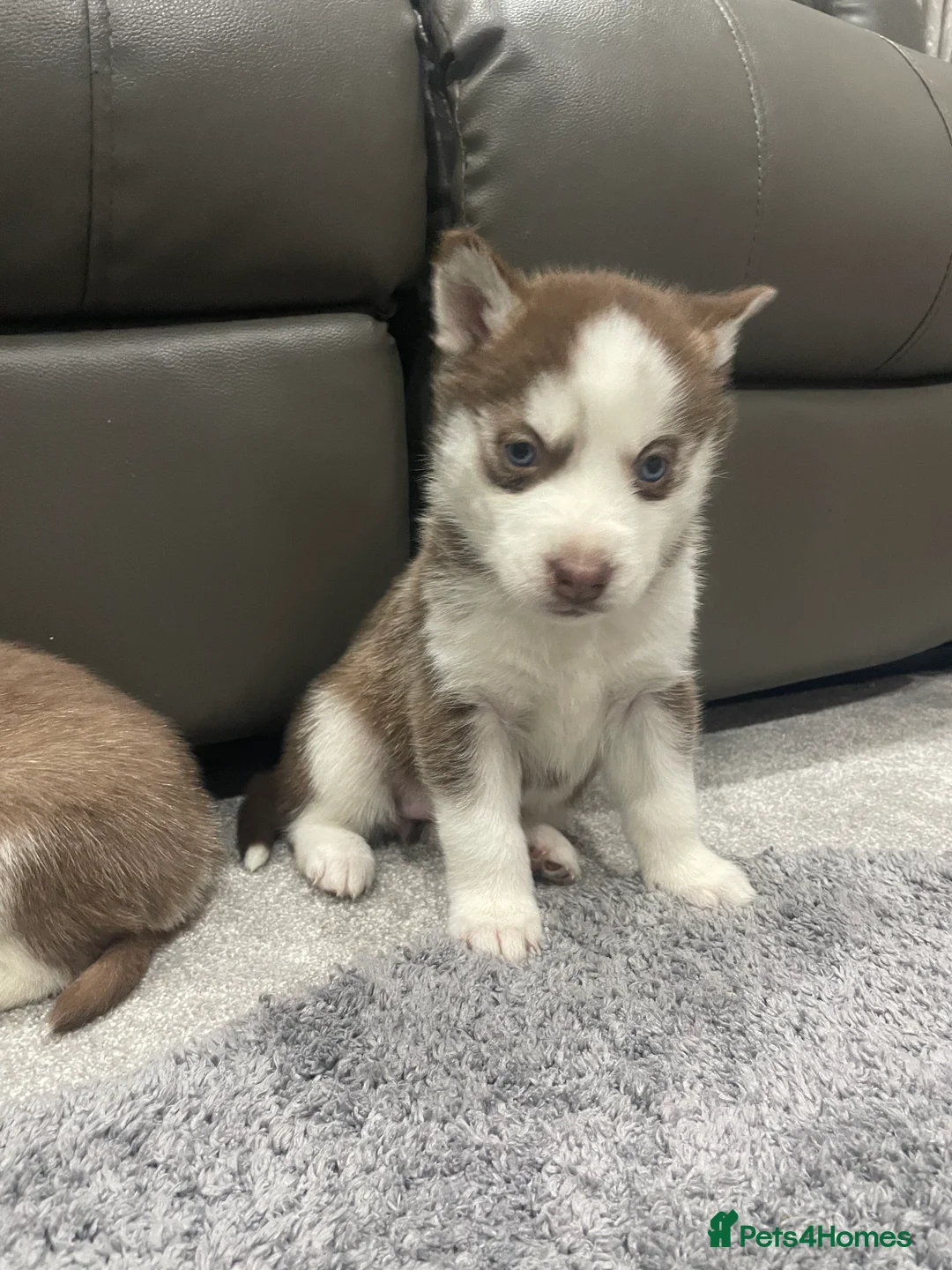 Siberian Husky dogs for sale: 5 beautiful Siberian huskies  - Advert 13