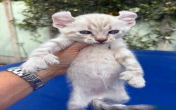 Keetso cats for sale: Gob smacking curled eared polydactyl male  - Image 5