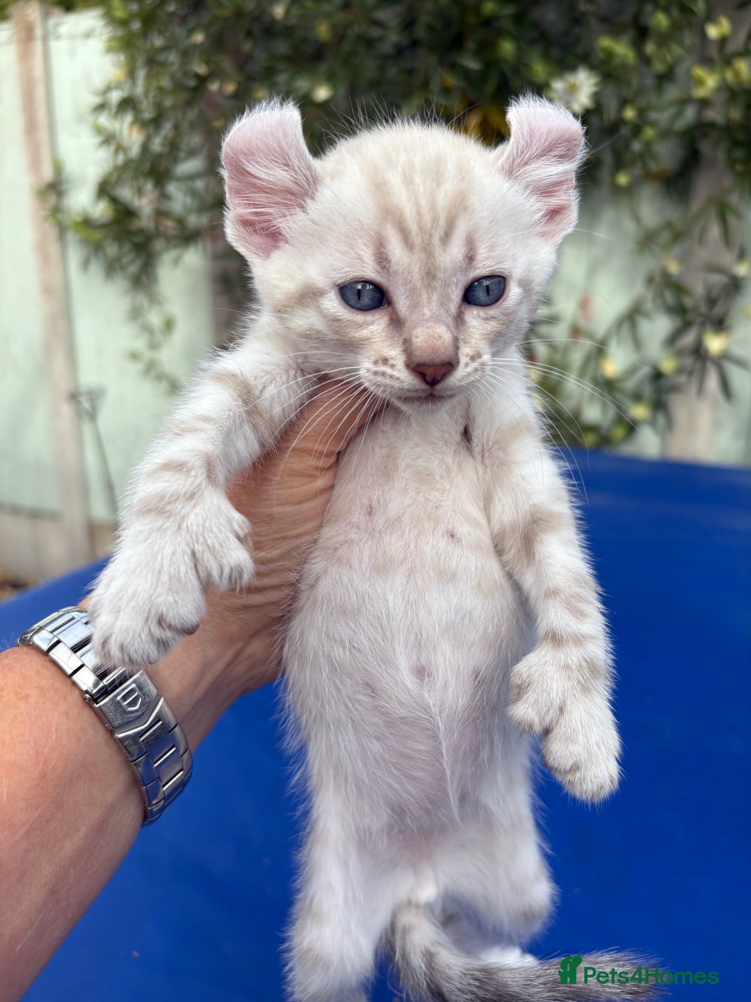 Keetso cats for sale: Gob smacking curled eared polydactyl male  - Image 5