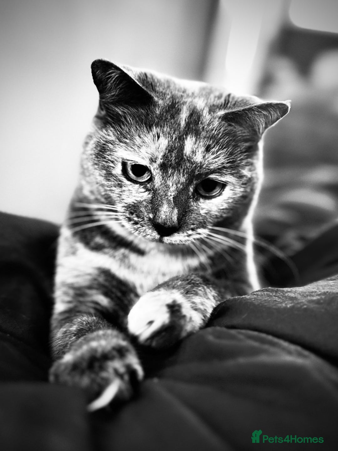 Mixed Breed cats for sale: Beautiful Layla needs a new family - Advert 5