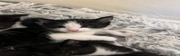 Mixed Breed cats for sale: 5 black and white kittens  - Advert 1
