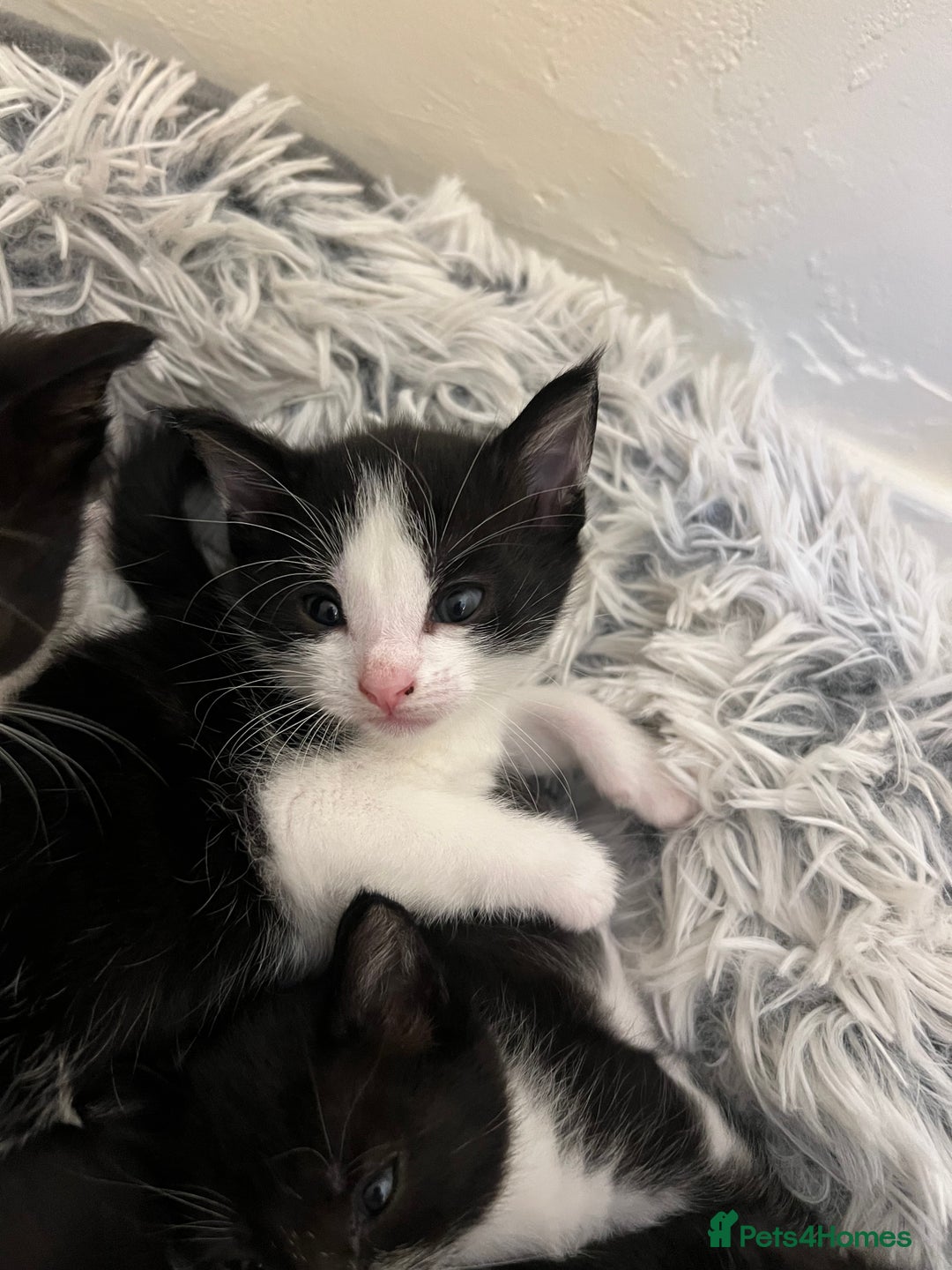 Mixed Breed cats for sale: 5 black and white kittens  - Advert 1