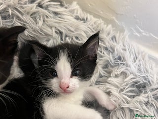 Mixed Breed cats 5 black and white kittens - Advert 6