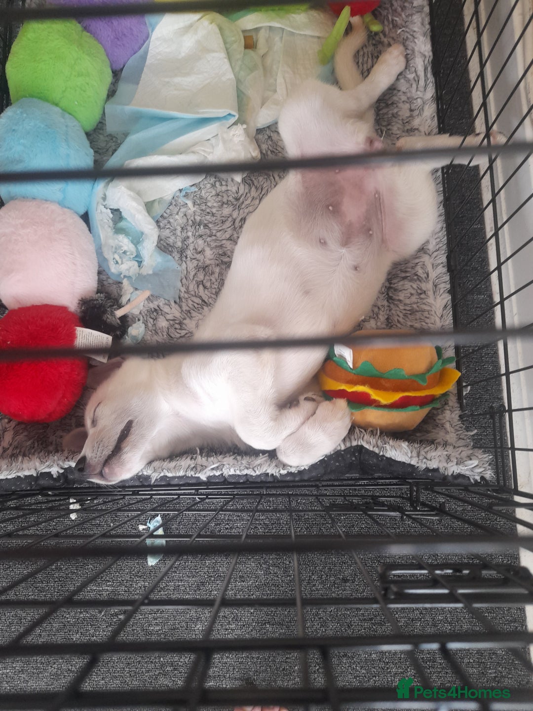 Shepsky dogs for sale: Female pup - Image 6
