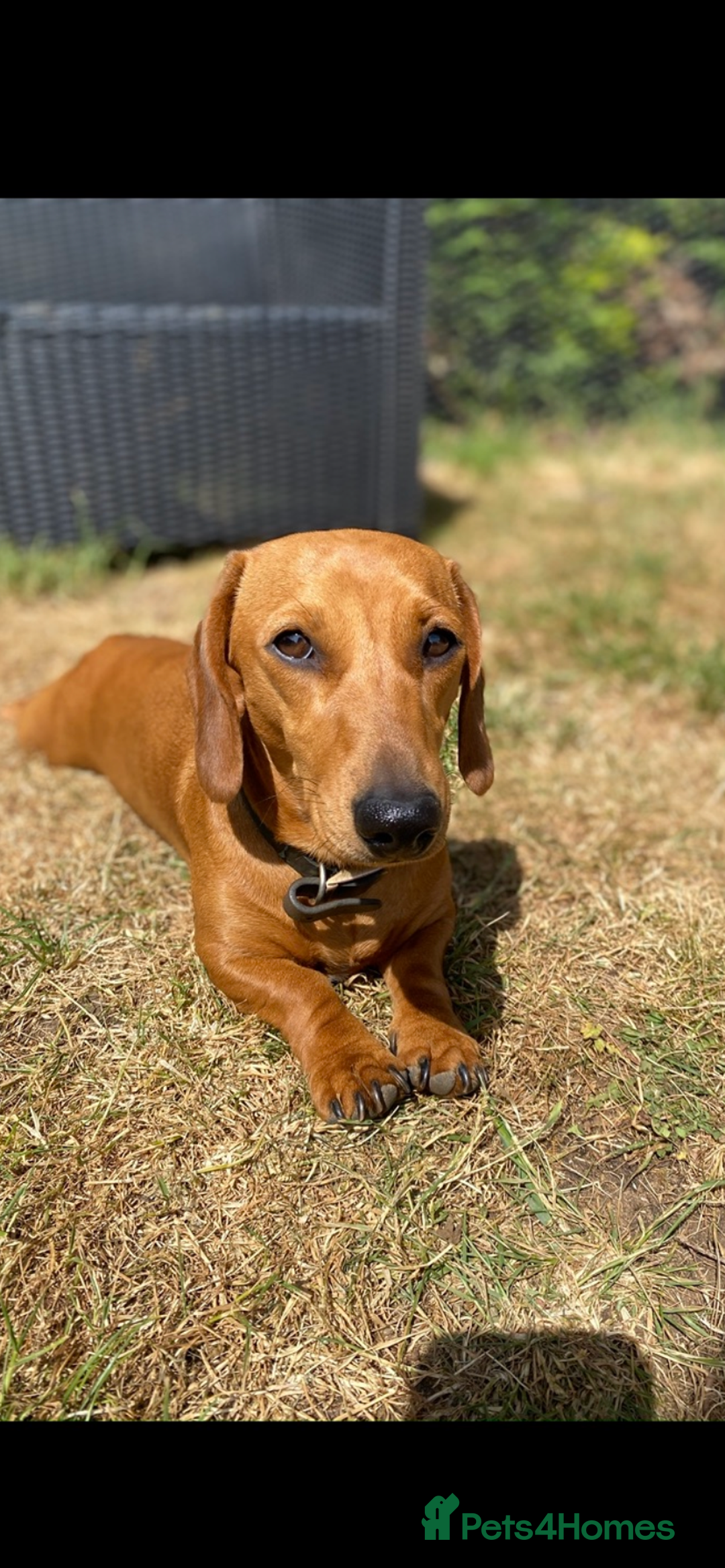 Miniature Dachshund dogs for sale: Beautiful miniature smooth KC reg dachshund  - Advert 10
