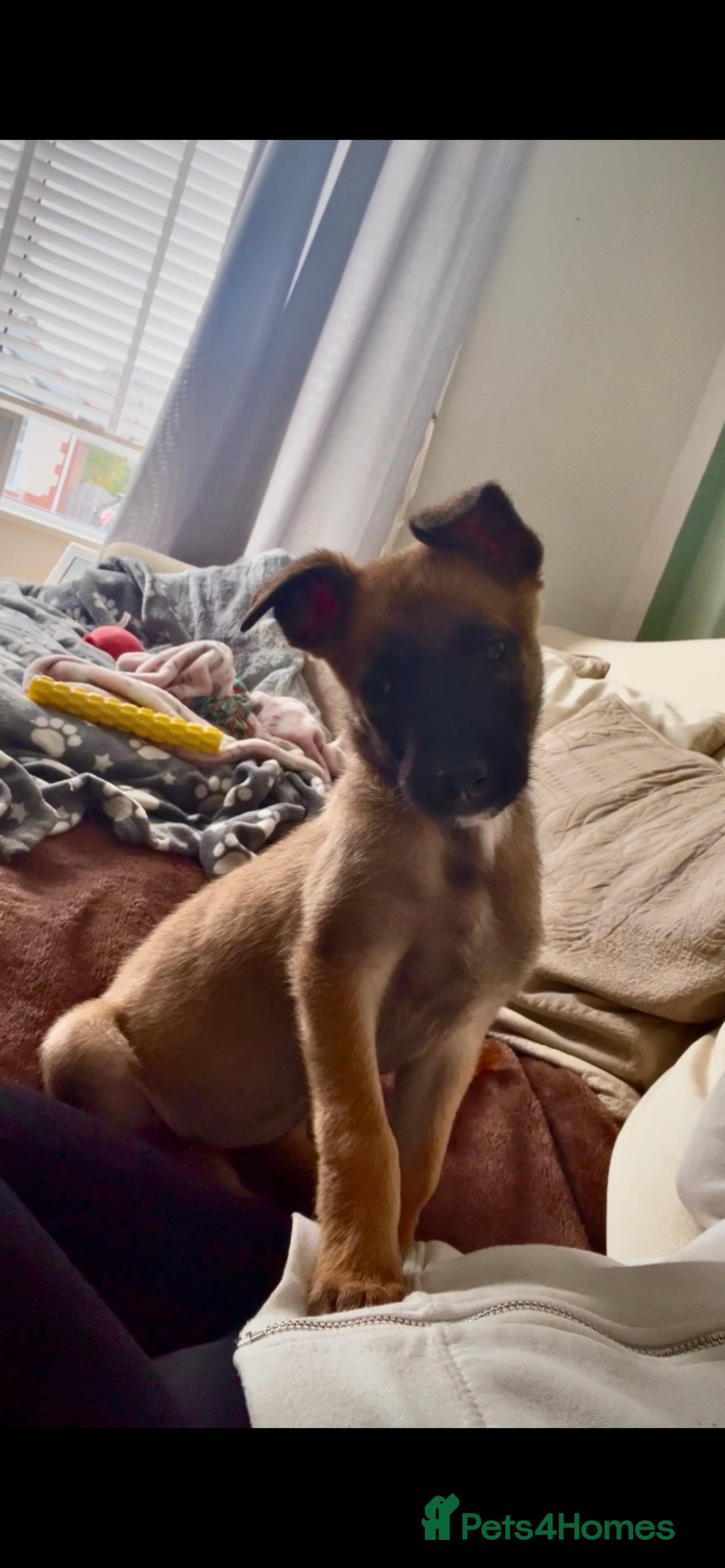 Belgian Shepherd Dog dogs for sale: LOLA - 15wk Belgian Malinois - Advert 4