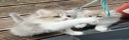 Persian cats for sale: Fluffy Adorable Persian Kittens–Ready to Go Now - Advert 4