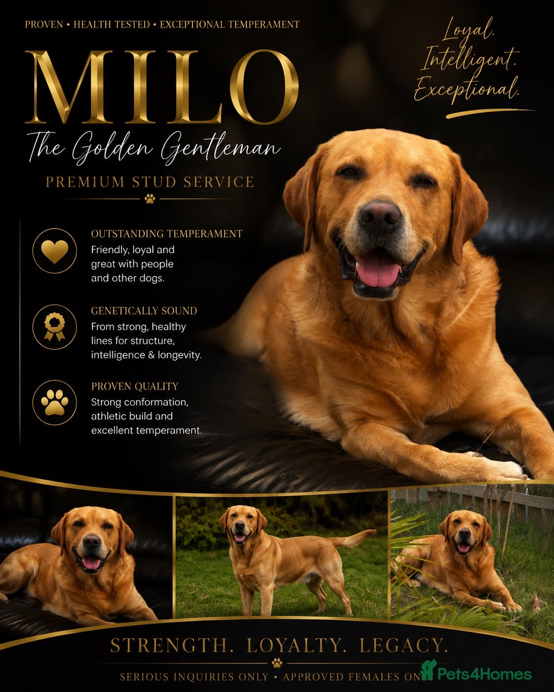 Labrador Retriever dogs 🐾🐾🦴Loving boy for Stud🦴🐾🐾 - Advert 13