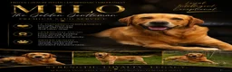 Labrador Retriever dogs for stud: 🐾🐾🦴Loving boy for Stud🦴🐾🐾 - Advert 1